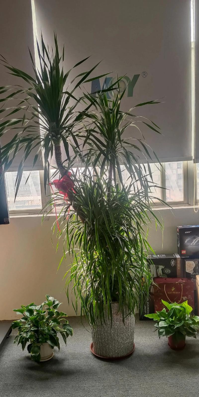 佛山市顺德区北滘镇塑贝科技培训有限公司