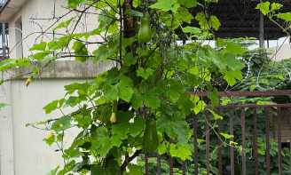 福报农场中心小学