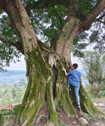北碚区黄桷小学