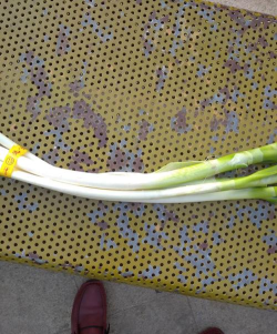 平阳县萧江镇大哥大幼儿园