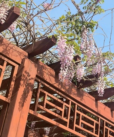 平乡县紫藤花艺术培训学校