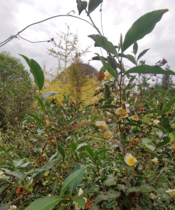 广西桂林市灵川县海洋乡初级中学