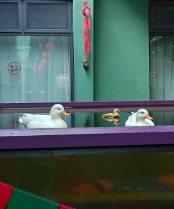 巢湖市私立斯辰双语小学