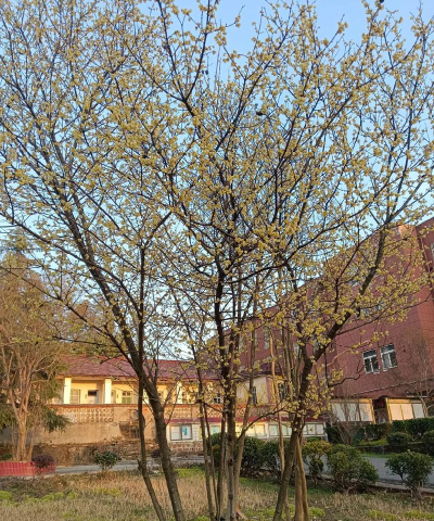 矾山镇第一初级中学