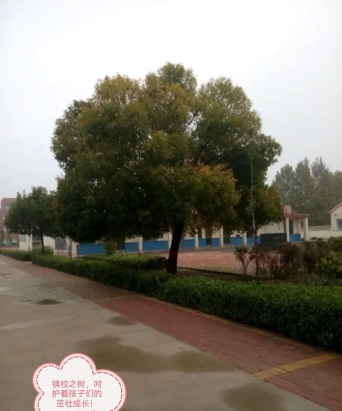 齐河县仁里集镇大张中心小学