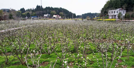 乐至县劳动镇民胜小学