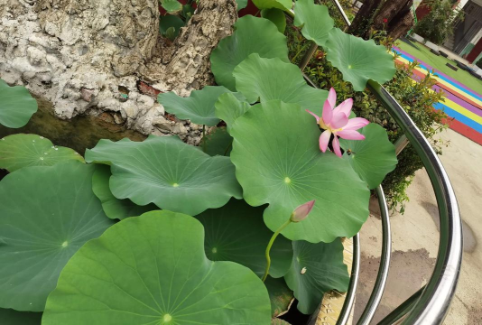 曾都区东城街市场小天才幼儿园