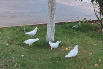 新疆乌鲁木齐高级中学