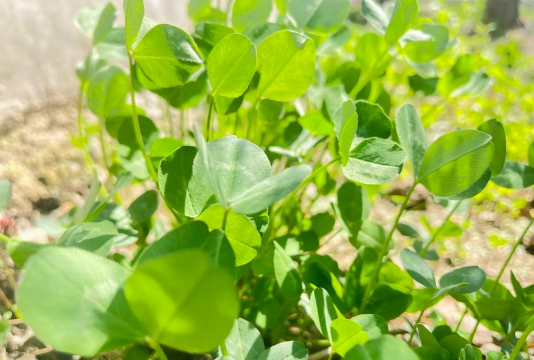 赤峰市当铺地乡当铺地村幼儿园