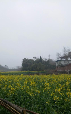 仁寿县农旺乡初级中学