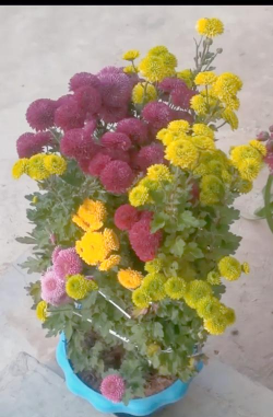 寿县安丰镇石集小学户外活动场地