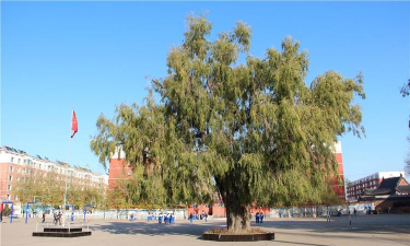 松原市宁江区第一中学