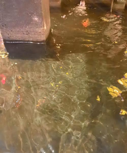 仙档桃市陈场欢乐幼儿园