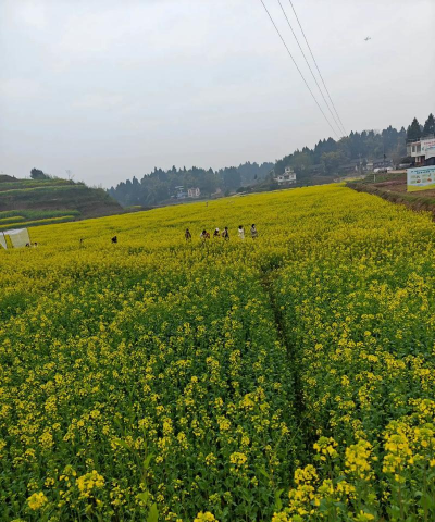 髙坪区会龙镇第一小学