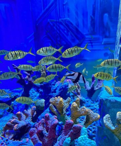 九江蓝色海洋幼儿园