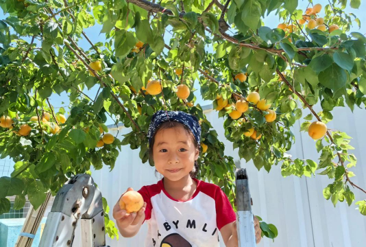 佛山市顺德区杏坛镇杏星幼儿园