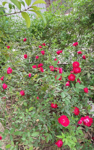 阳新县白沙镇完全中学