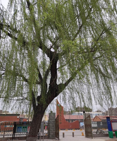 丰南市柳树0镇柳树0幼儿园户外活动场地