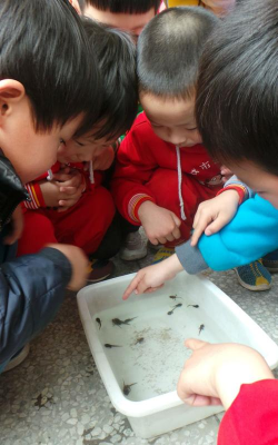 保定市新市区小蝌蚪幼稚园户外活动场地