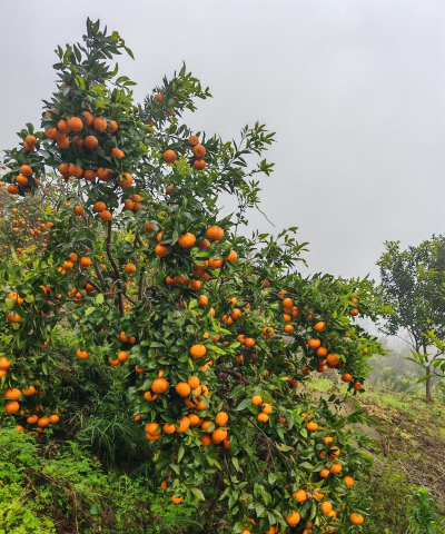 江津市嘉平镇初级中学校