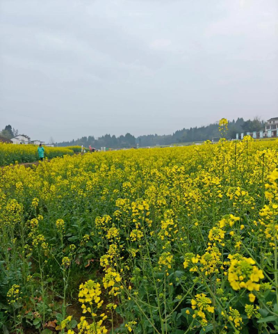 髙坪区会龙镇第一小学