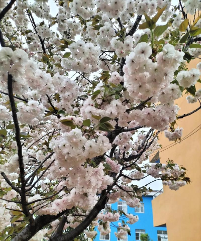 樱花幼稚园阅读区