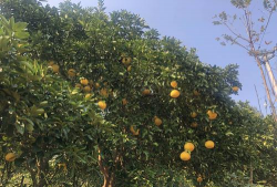 大观镇建丰村幼儿园