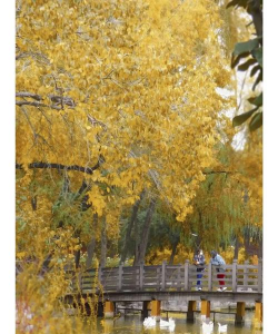 北京通州区潞河中学