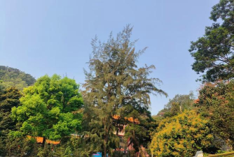 佛山市顺德区杏坛古朗伍时就幼儿园