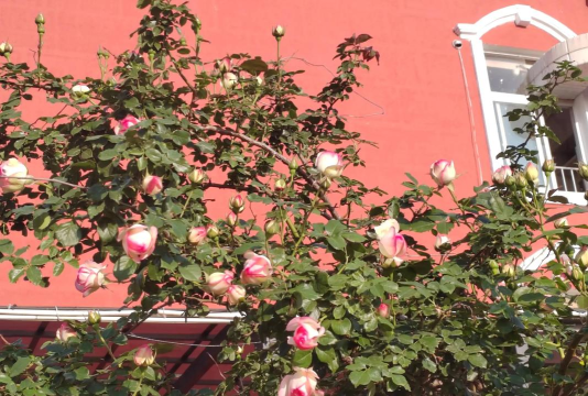 滕州市荆河办平行路小学