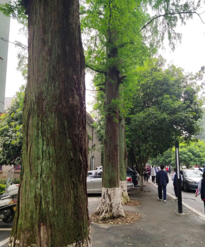 冕宁县锦屏乡中心校