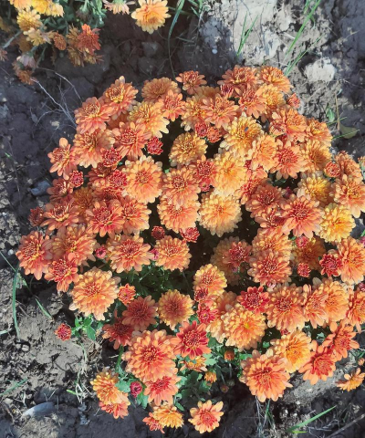 临颍县王孟乡第二初级中学