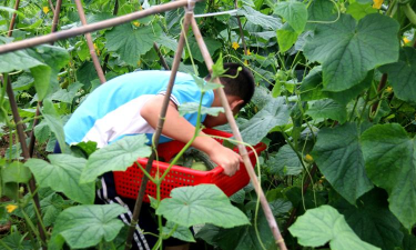 云梦县吴铺镇长辛中学