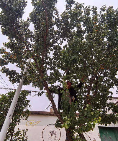 昌黎县昌黎镇杏树园完全小学