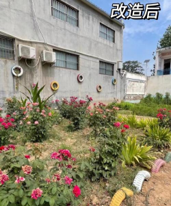 香河县安平镇王指挥庄中心小学