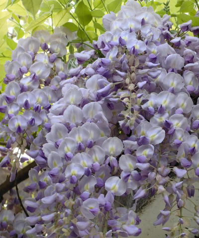 平乡县紫藤花艺术培训学校