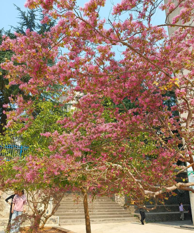 曾都区三里岗镇新集中心小学