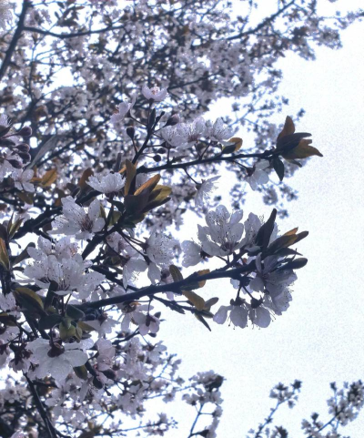 三台县西丰初级中学校