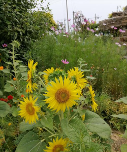 富锦市大榆树镇富民中学