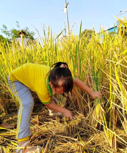 佛山市顺德区乐从沙边幼儿园
