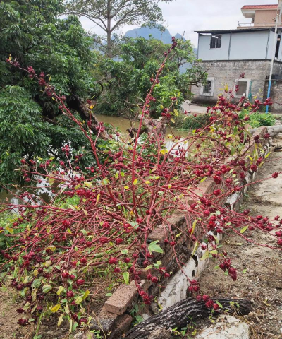 大湾镇青坑鸡蓬教学点
