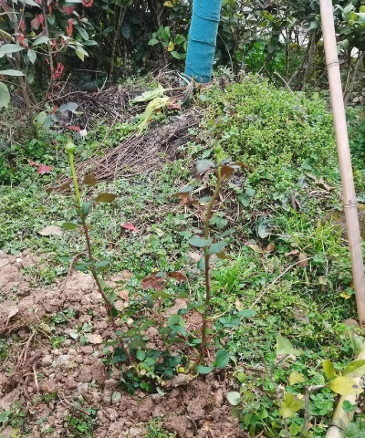 仁寿县农旺乡中心小学