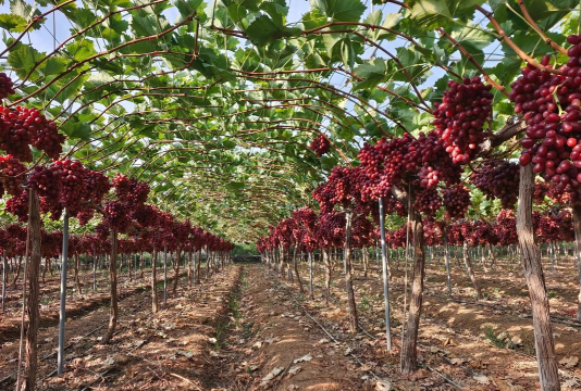 西昌市高草乡中心完小