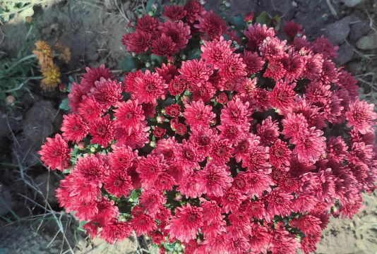 临颍县王孟乡第二初级中学