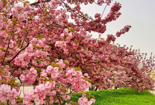 泗水县龙城初级中