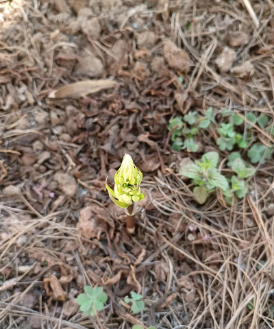 禄劝县撒营盘镇双化中学
