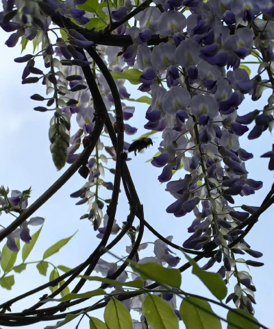 平乡县紫藤花艺术培训学校